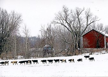 On The Farm - Dane County WI Michael Engelberger Stoughton WI photography  SOLD